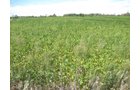 Property photo 2 - 110+/- Acres offered in 4 Tillable Tracts